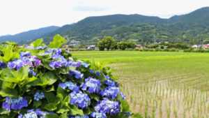 開成町の風景