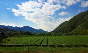 清川村の茶畑