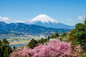 松田町の桜まつりで見られる風景